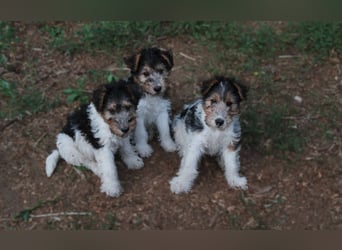 Foxterrier Welpe. Rüde.