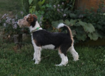 Foxterrier Welpe. Rüde.