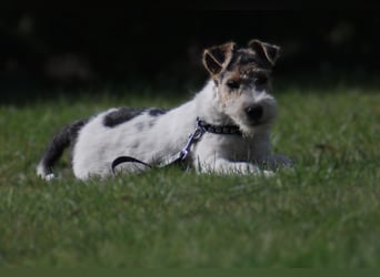 Foxterrier Welpe. Rüde.