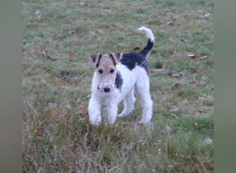 Drahthaar Foxterrier Rüde 4 Monate.