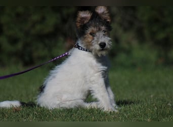 Foxterrier Welpe. Rüde.