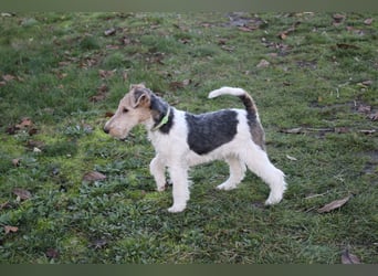 Drahthaar Foxterrier Rüde 4 Monate.