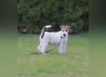 Foxterrier Welpe. Rüde.