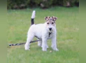 Foxterrier Welpe. Rüde.