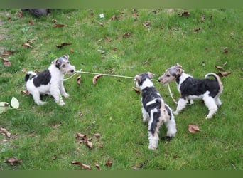 Foxterrier Welpen .