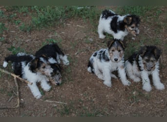 Foxterrier Welpe. Rüde.