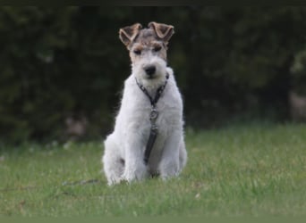 Foxterrier Welpe. Rüde.