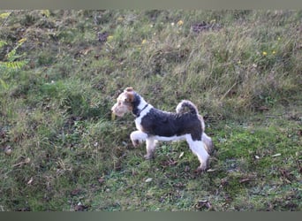 Foxterrier Welpen .