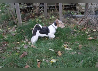 Foxterrier Welpen .
