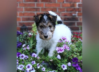 Drahthaar Foxterrier Welpen.