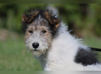 Foxterrier Welpe. Rüde.