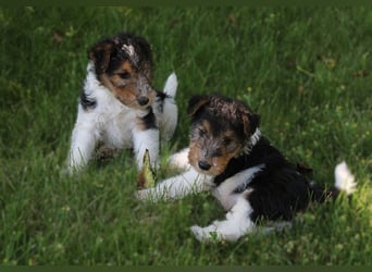 Foxterrier Welpen .
