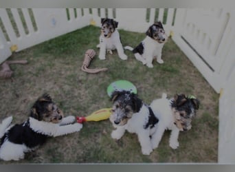 Drahthaar Foxterrier Welpen.