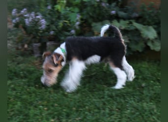 Foxterrier Welpe. Rüde.