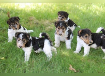Foxterrier Welpen .