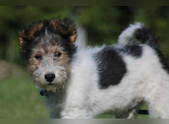 Foxterrier Welpe. Rüde.