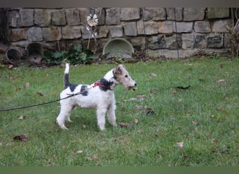 Foxterrier Welpen .