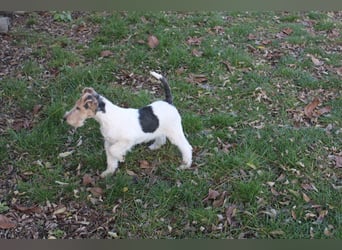Foxterrier Welpen .