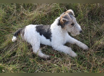 Foxterrier Welpen .