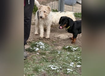 Panka - süße Foxi Hündin o. Papiere