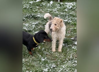 Panka - süße Foxi Hündin o. Papiere