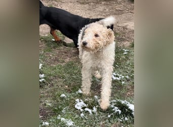 Panka - süße Foxi Hündin o. Papiere