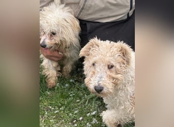 Panka - süße Foxi Hündin o. Papiere