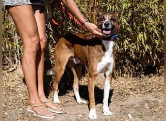 Cravo - Kennt das Leben im Haus