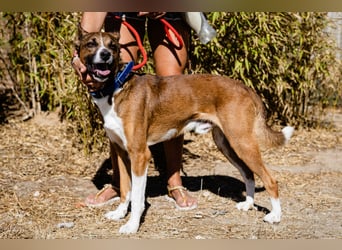 Cravo - Kennt das Leben im Haus