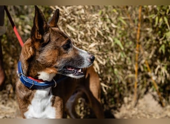 Cravo - Kennt das Leben im Haus
