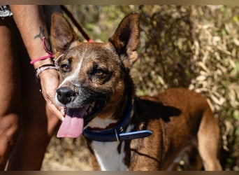 Cravo - Kennt das Leben im Haus