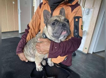Hawaii unser kleiner Bully sucht dringend ein ruhiges Plätzchen