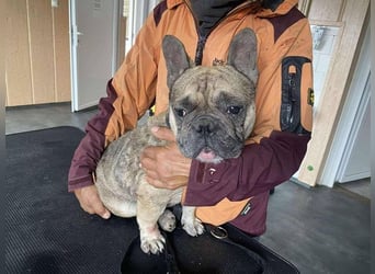 Hawaii unser kleiner Bully sucht dringend ein ruhiges Plätzchen