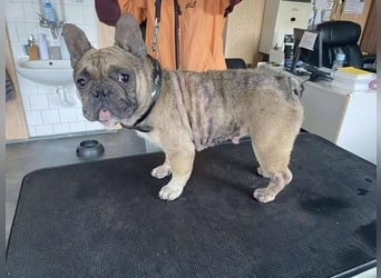 Hawaii unser kleiner Bully sucht dringend ein ruhiges Plätzchen