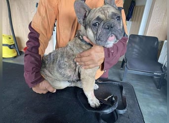 Hawaii unser kleiner Bully sucht dringend ein ruhiges Plätzchen