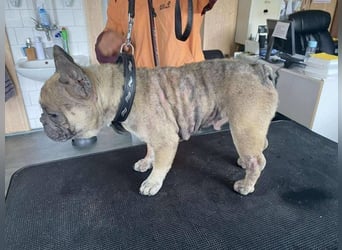 Hawaii unser kleiner Bully sucht dringend ein ruhiges Plätzchen