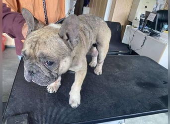 Hawaii unser kleiner Bully sucht dringend ein ruhiges Plätzchen