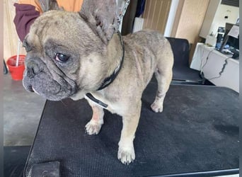 Hawaii unser kleiner Bully sucht dringend ein ruhiges Plätzchen
