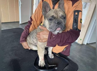 Hawaii unser kleiner Bully sucht dringend ein ruhiges Plätzchen