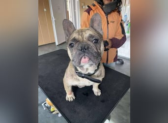 Hawaii unser kleiner Bully sucht dringend ein ruhiges Plätzchen