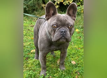 French Oskar - ein absoluter Schatz - Tierhilfe Franken e.V.