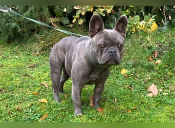 French Oskar - ein absoluter Schatz - Tierhilfe Franken e.V.