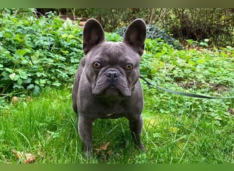 French Oskar - ein absoluter Schatz - Tierhilfe Franken e.V.