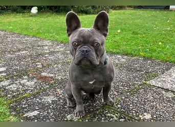 French Oskar - ein absoluter Schatz - Tierhilfe Franken e.V.