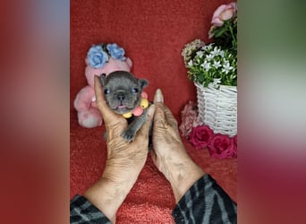Französische Bulldogge Welpen in Leuna