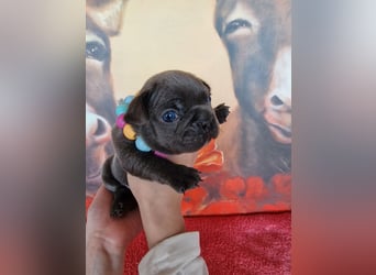 Französische Bulldogge Welpen in Leuna