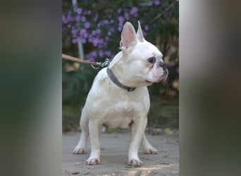 Bijou - gegenüber Menschen sehr freundlich und verschmust