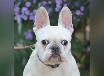 Bijou - gegenüber Menschen sehr freundlich und verschmust