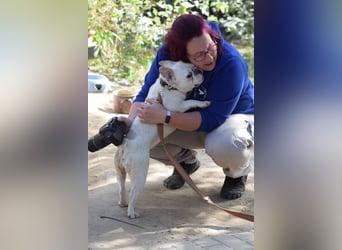 Bijou - gegenüber Menschen sehr freundlich und verschmust