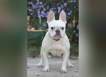 Bijou - gegenüber Menschen sehr freundlich und verschmust